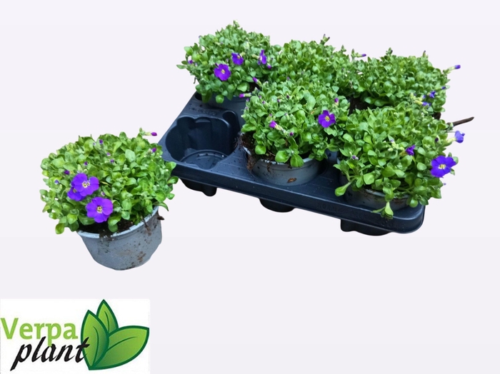 <h4>AUBR GRACILIS KITTE</h4>