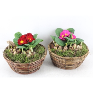 arr4 Primula PL - Mand jacqueline