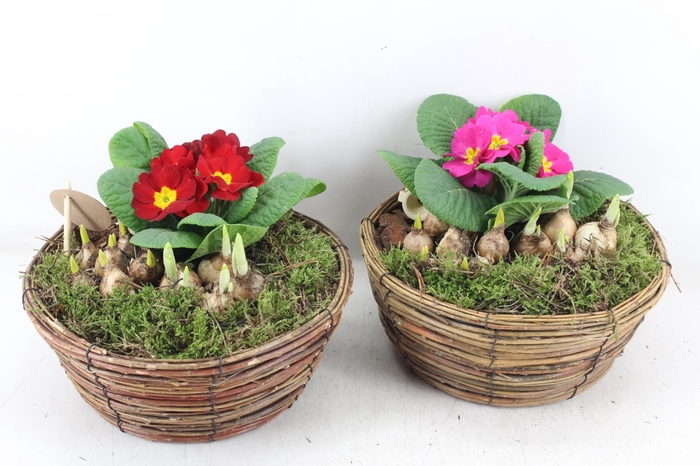 <h4>arr4 Primula PL - Mand jacqueline</h4>