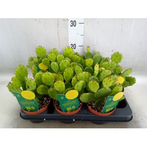 Opuntia humifusa