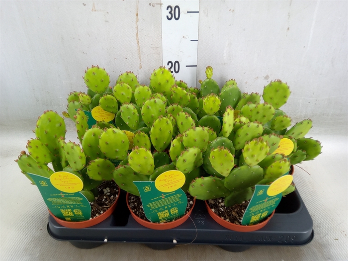 <h4>Opuntia humifusa</h4>