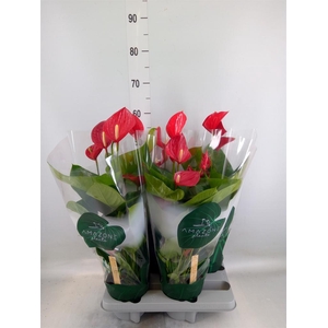 Anthurium andr. 'Melodia'