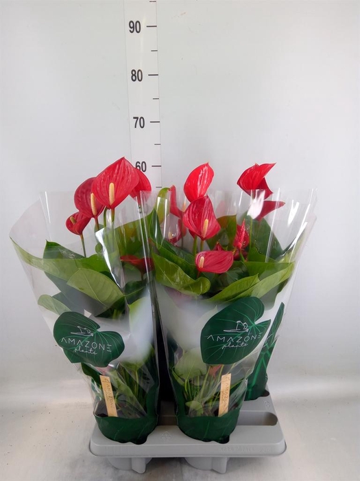 <h4>Anthurium andr. 'Melodia'</h4>