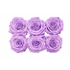 Ro Pres Classic Purple Light