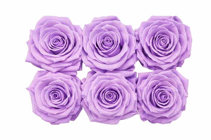 <h4>Ro Pres Classic Purple Light</h4>