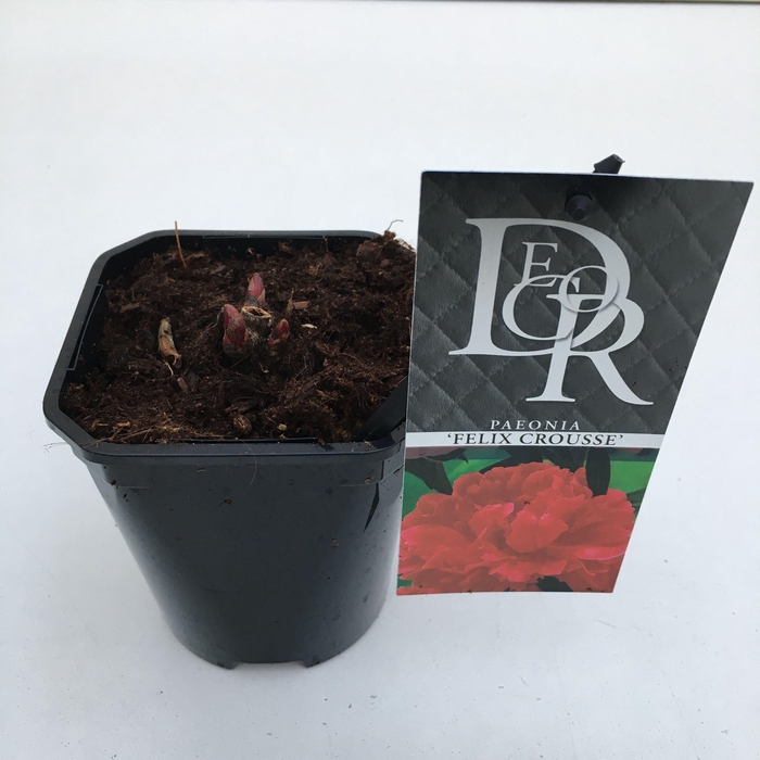<h4>Paeonia 'Felix Crousse'</h4>