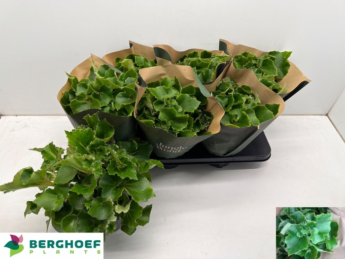 <h4>BEG BLAD OV</h4>