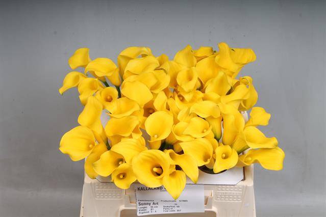 <h4>Zantedeschia sunny art</h4>