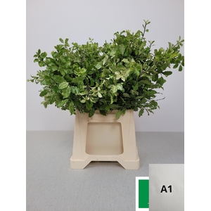 PITTOSPORUM PB NEVATO