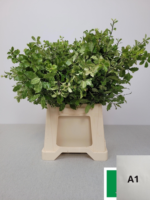 <h4>PITTOSPORUM PB NEVATO</h4>