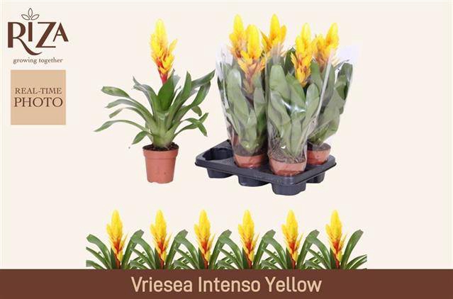 <h4>VRIES INTENSO YELLOW</h4>