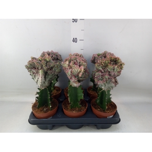 Euphorbia lactea