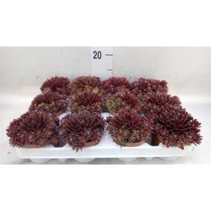 Sempervivum   ...