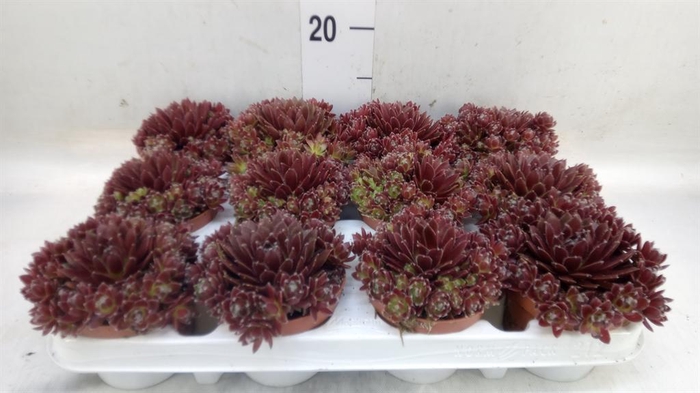 <h4>Sempervivum   ...</h4>