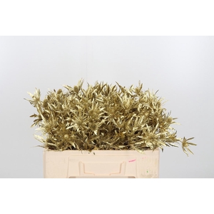 Eryn Orion Kl Bh Goud