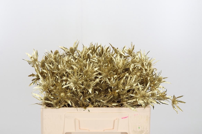 <h4>Eryn Orion Kl Bh Koper</h4>