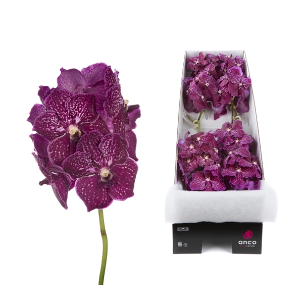 <h4>Vanda Ruby Love x8</h4>