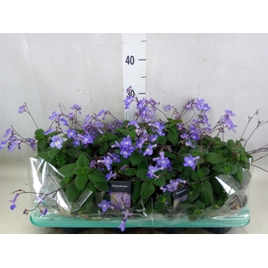 Streptocarpus saxorum