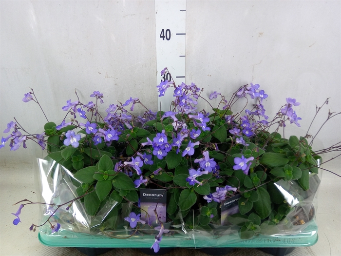 <h4>Streptocarpus saxorum</h4>