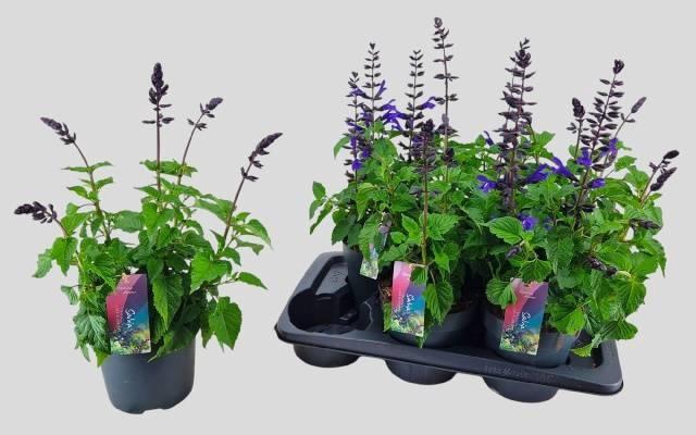 <h4>SALVIA LAKE BLUEBERR</h4>