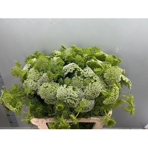 AMMI VIS CASABLANCA