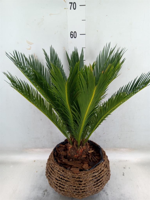 <h4>Cycas revoluta</h4>