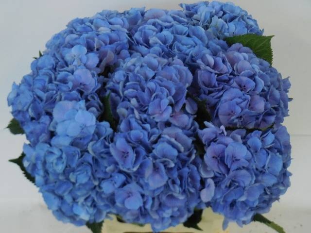 <h4>HYDR M ELBTAL BL</h4>
