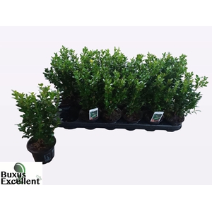 Buxus sempervirens