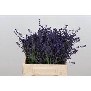 Lavandula Angust Bos