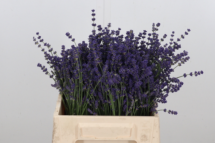 <h4>Lavandula Angust Bos</h4>