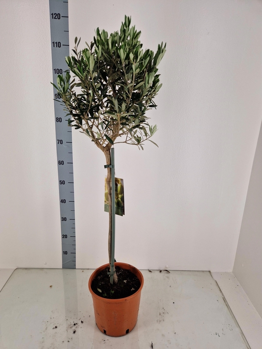 <h4>OLEA EUROPAEA</h4>