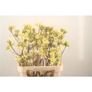 Rhodo Ov Azalea