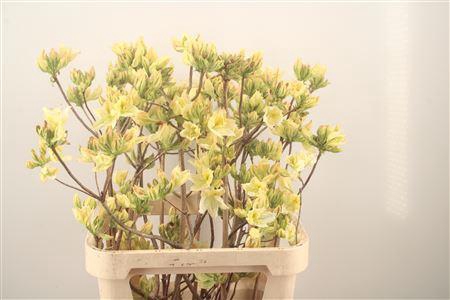 <h4>Rhodo Ov Azalea</h4>
