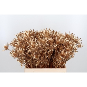 Eryn Orion Kl Bh Antiek Goud