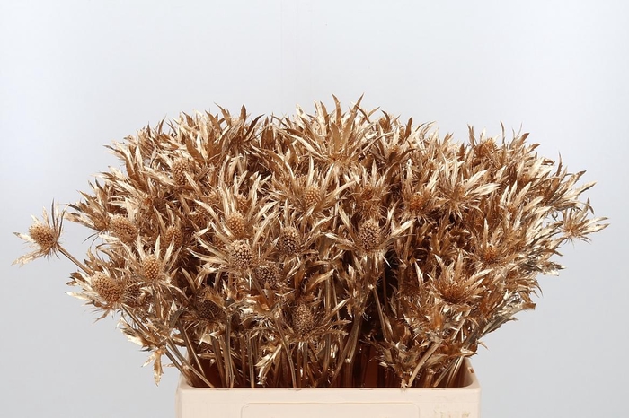 <h4>Eryn Orion Kl Bh Antiek Goud</h4>