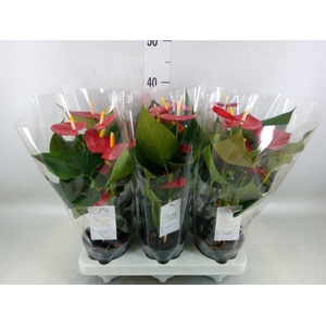 Anthurium andr. 'Aroha'