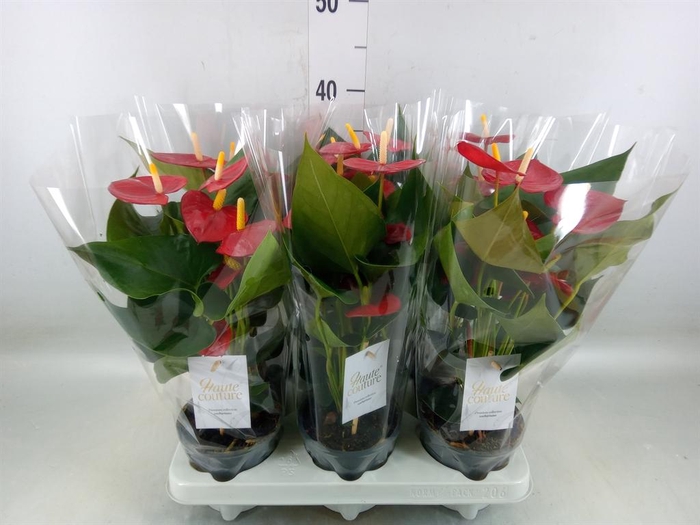 <h4>Anthurium andr. 'Aroha'</h4>