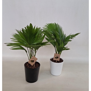 Livistona rotundifolia in keramiek konische pot