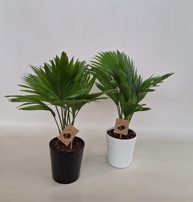 <h4>Livistona rotundifolia in keramiek konische pot</h4>