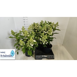 HYDR PANICULATA