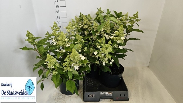 <h4>HYDR PANICULATA</h4>