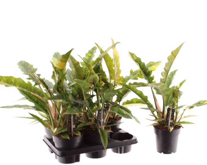 <h4>PHIL RING OF FIRE</h4>