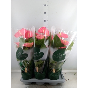 Anthurium andr. 'Colorado'