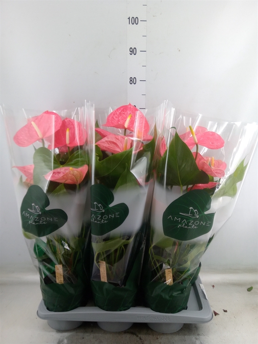 <h4>Anthurium andr. 'Colorado'</h4>