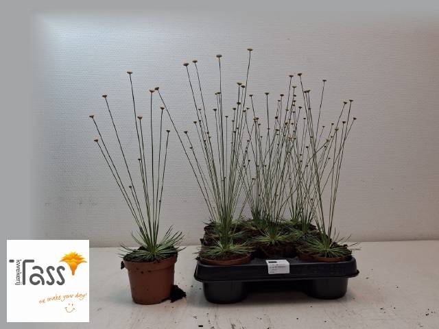 <h4>SYNGONANTHUS MIKADO P9</h4>