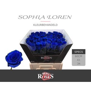 R GR KLB Blauw Sophia Loren