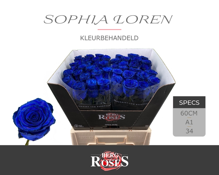 <h4>R GR KLB Blauw Sophia Loren</h4>