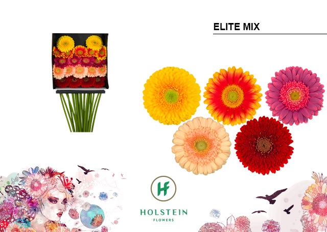 <h4>GE MI DIA Kaart Elite Mix</h4>