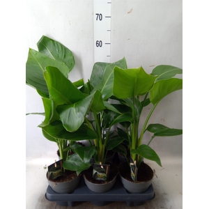 Strelitzia nicolai
