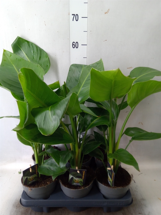 <h4>Strelitzia nicolai</h4>